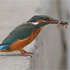 Eisvogel mit Frosch