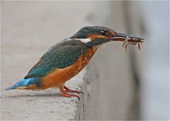 Eisvogel mit Frosch