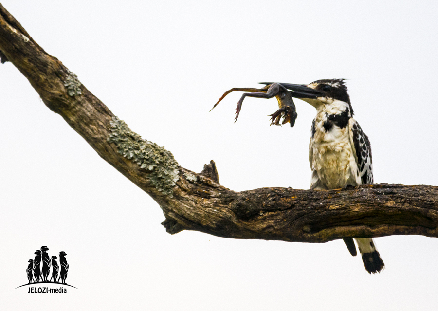 Eisvogel-mit-Frosch