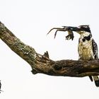 Eisvogel-mit-Frosch