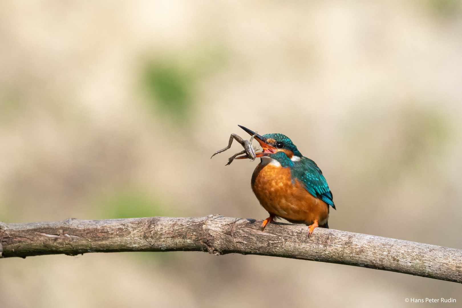 Eisvogel mit Frosch