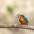 Eisvogel mit Frosch