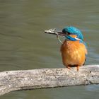 Eisvogel mit Frosch