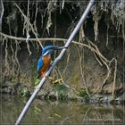 Eisvogel mit Futter