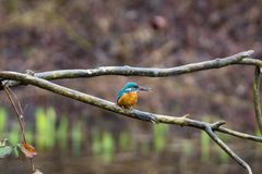 Eisvogel mit Futter