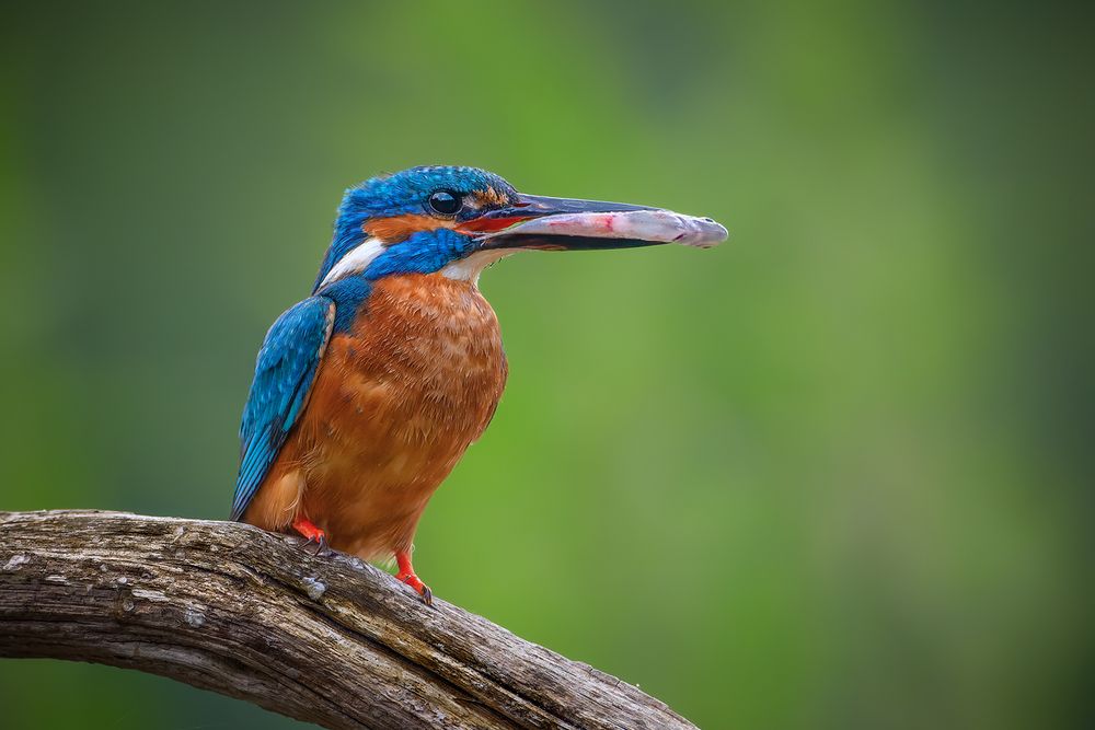 Eisvogel mit Futter für die Jungen