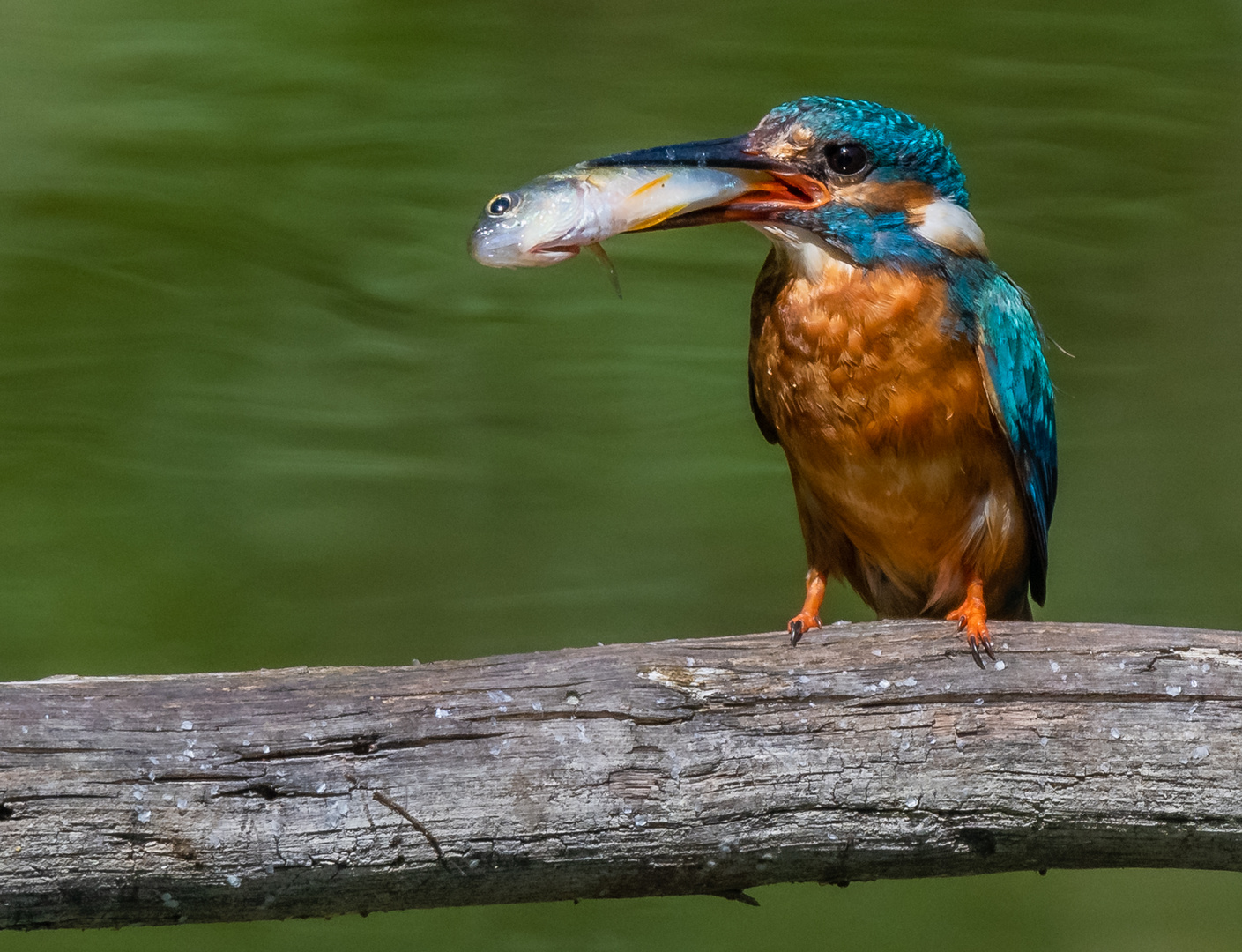 Eisvogel mit Futter für die Jungen