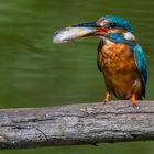 Eisvogel mit Futter für die Jungen