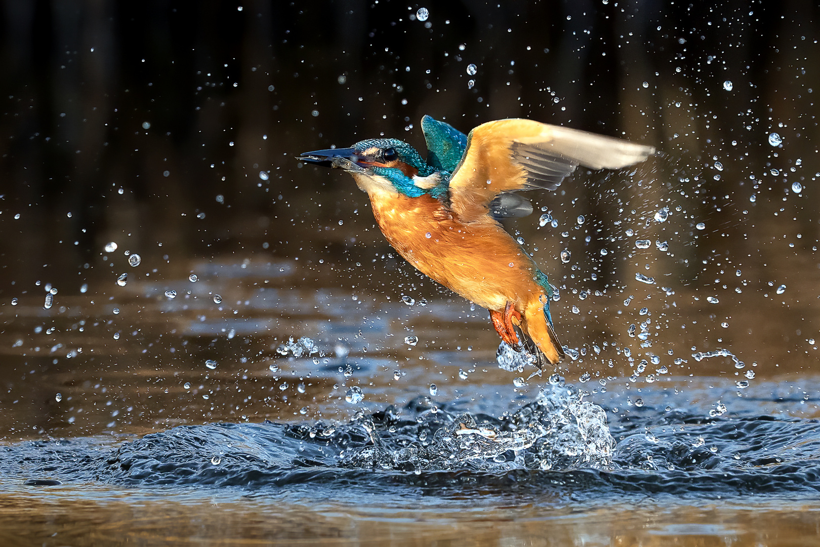 Eisvogel mit Garnele