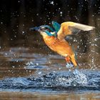 Eisvogel mit Garnele