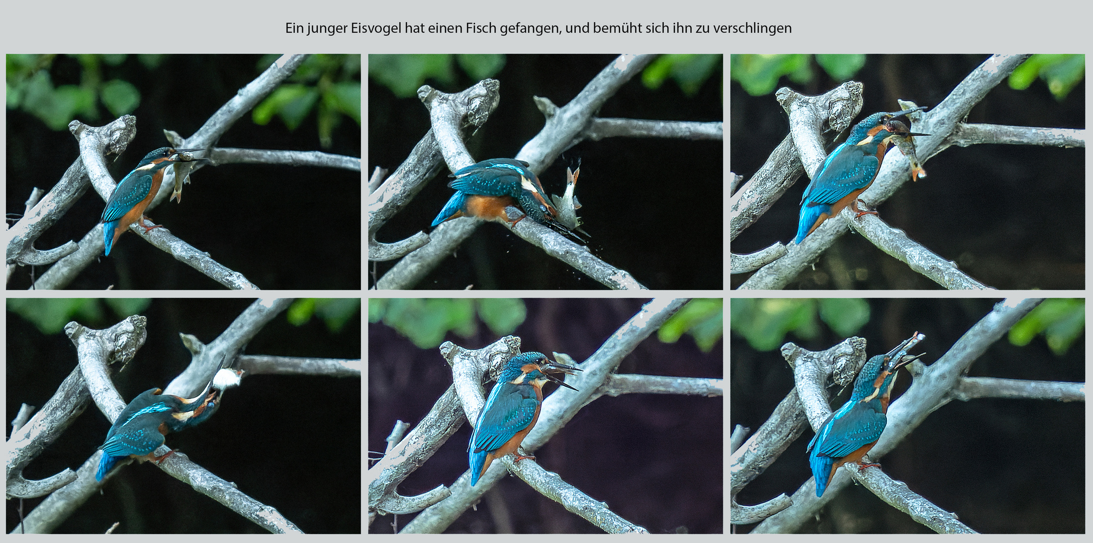 Eisvogel mit gefangenem Fisch...