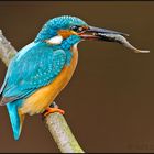 Eisvogel mit Jagdglück