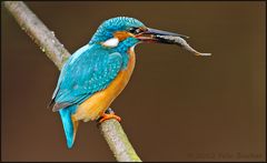 Eisvogel mit Jagdglück