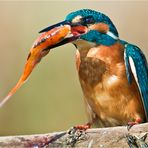 Eisvogel mit Jagdglück am Gartenteich