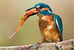 Eisvogel mit Jagdglück am Gartenteich