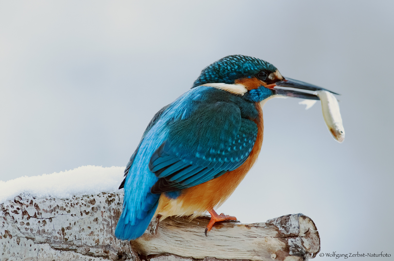 - Eisvogel mit Jagdglück -