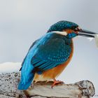 - Eisvogel mit Jagdglück -