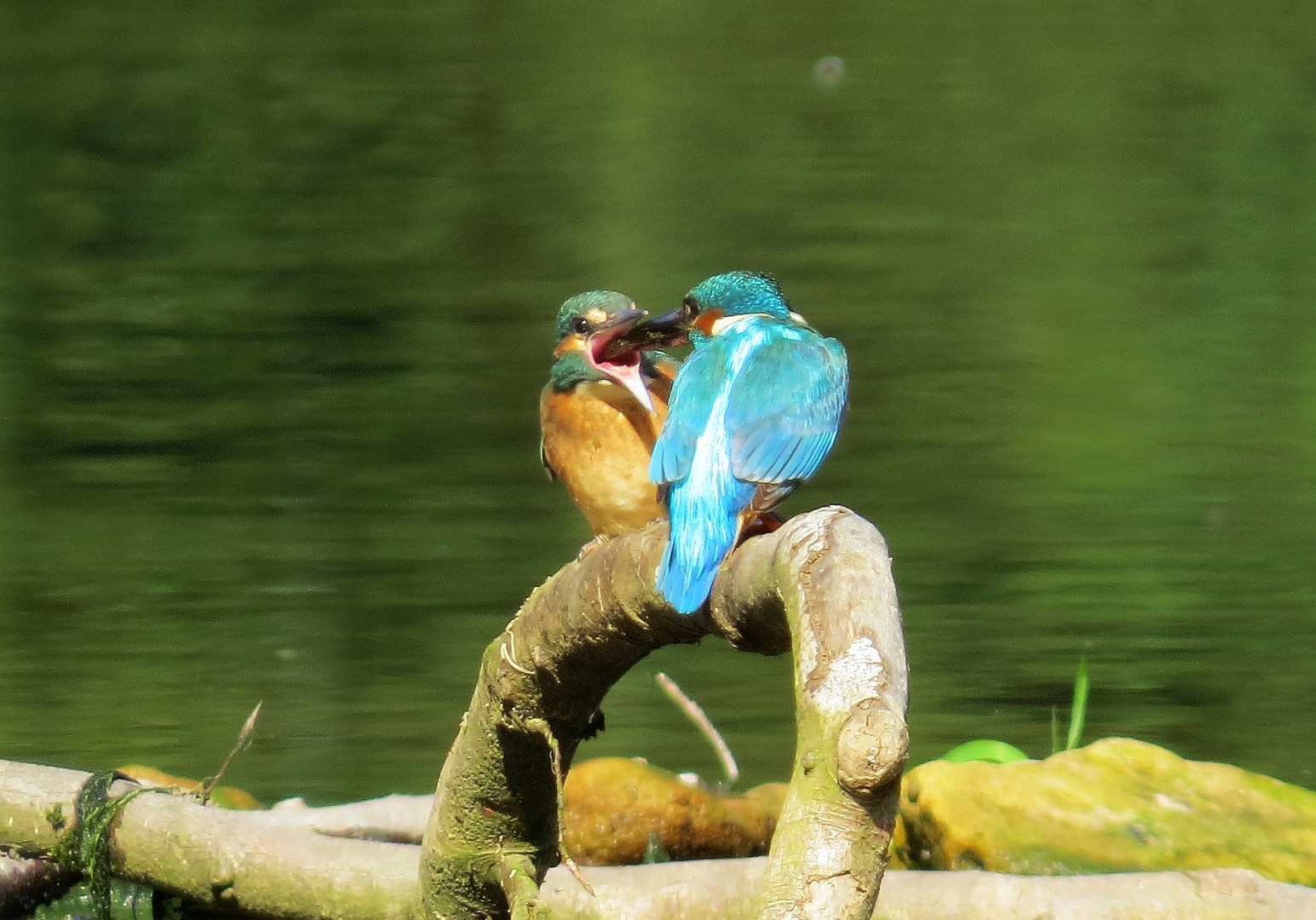 Eisvogel mit Jungtier