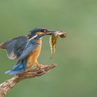 Eisvogel mit Kaulquappe