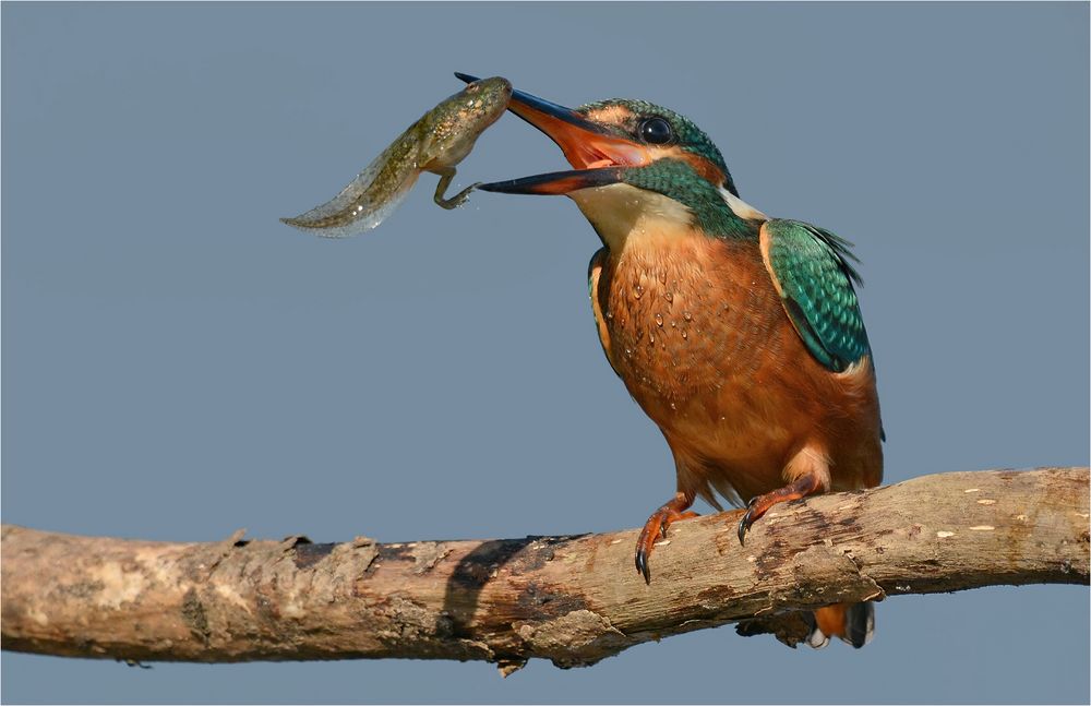 Eisvogel mit Kaulquappe