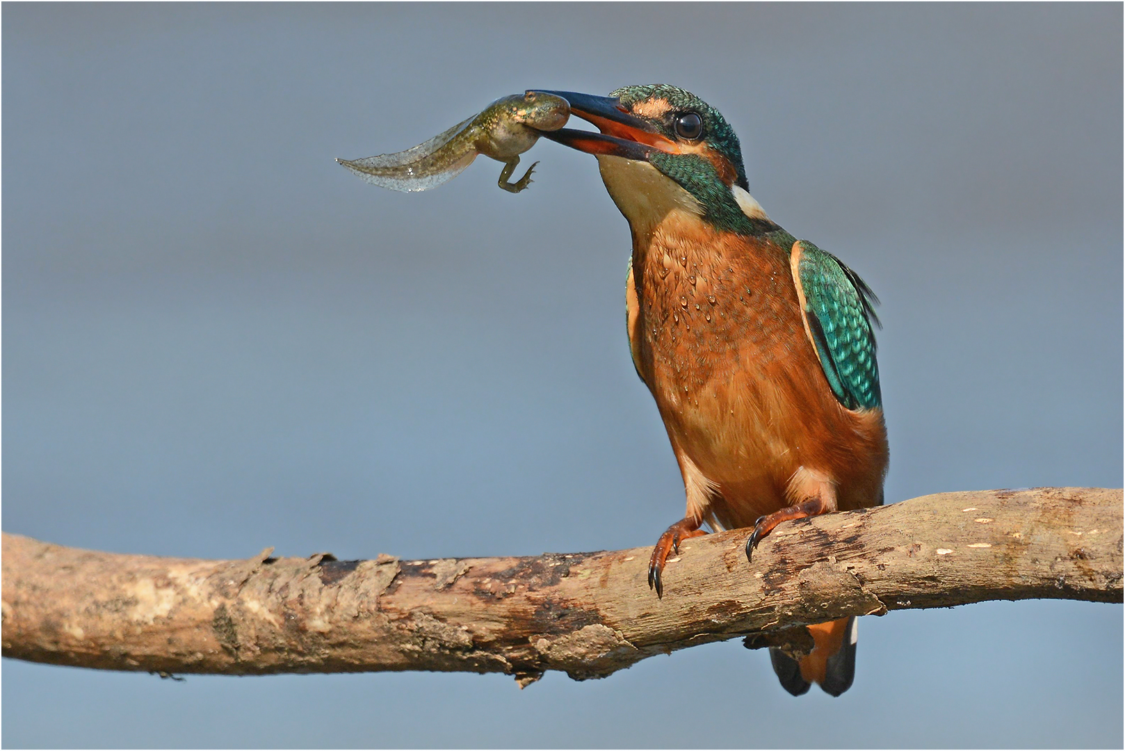 Eisvogel mit Kaulquappe