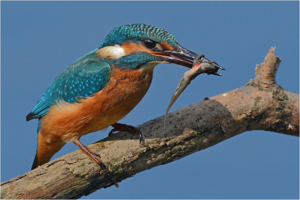 Eisvogel mit Kaulquappe