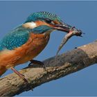 Eisvogel mit Kaulquappe