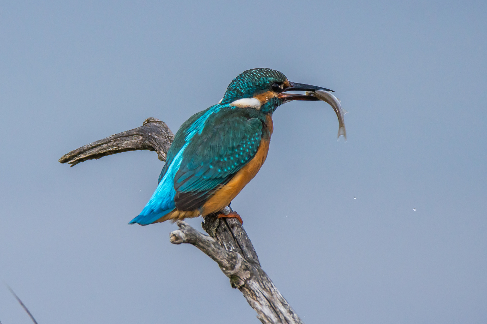 Eisvogel mit kleinem Snack