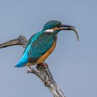 Eisvogel mit kleinem Snack