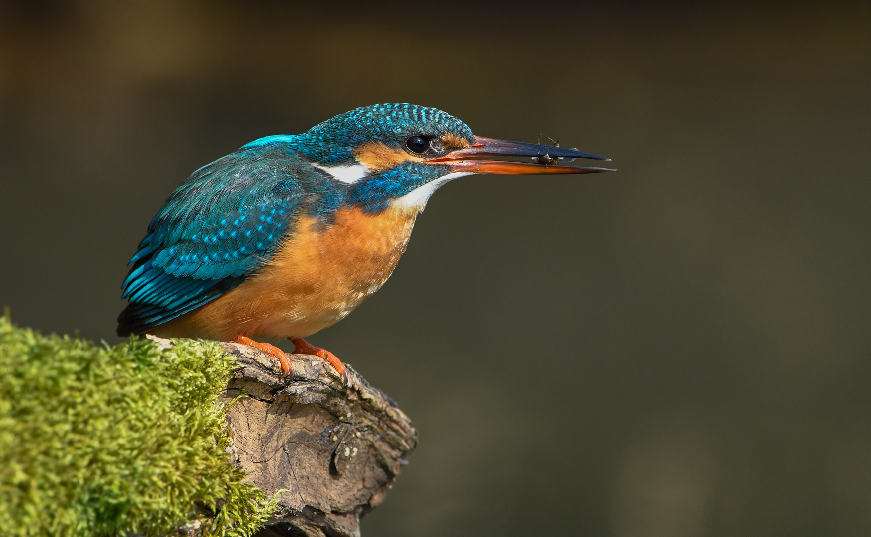 Eisvogel mit kleinem Snack, einem Wasserläufer