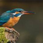 Eisvogel mit kleinem Snack, einem Wasserläufer