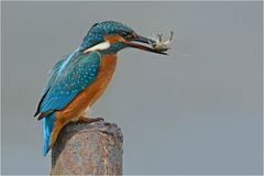 Eisvogel mit Krebs