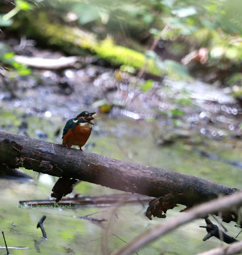 Eisvogel mit Krebs II