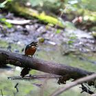 Eisvogel mit Krebs II