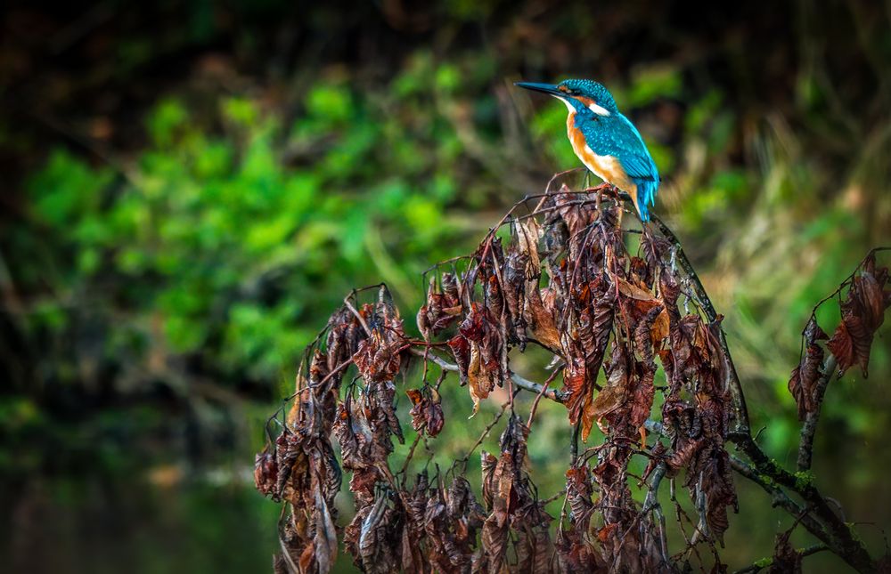 "EISVOGEL mit LEBENSRAUM"