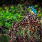 "EISVOGEL mit LEBENSRAUM"