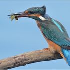 Eisvogel mit Libellenlarve