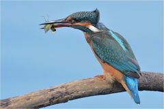 Eisvogel mit Libellenlarve