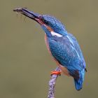 Eisvogel mit Libellenlarve