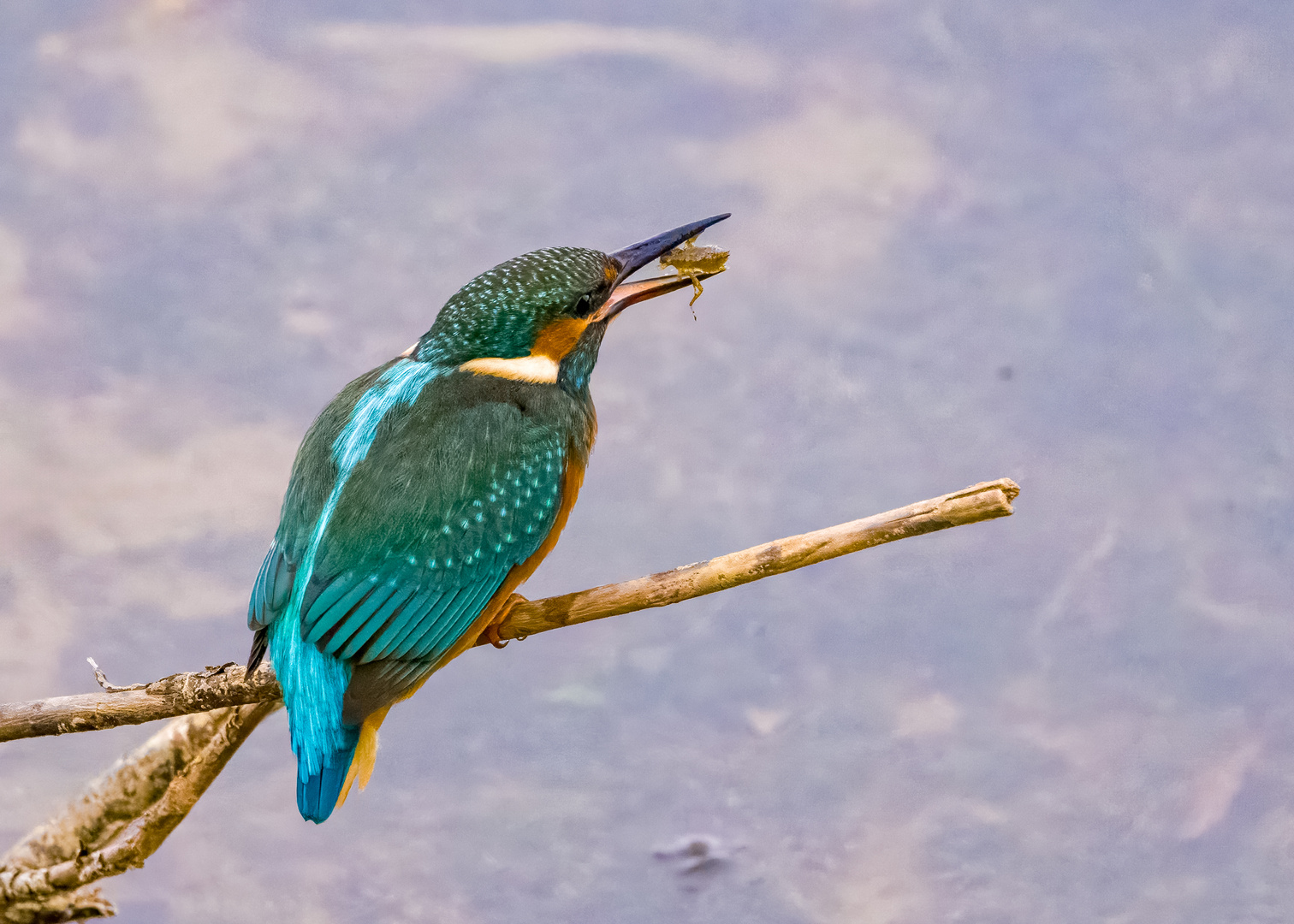 Eisvogel mit Libellenlarve