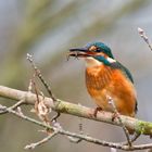 Eisvogel mit Libellenlarve als Beute