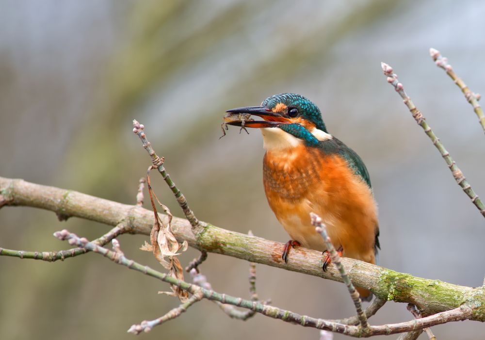 Eisvogel mit Libellenlarve als Beute