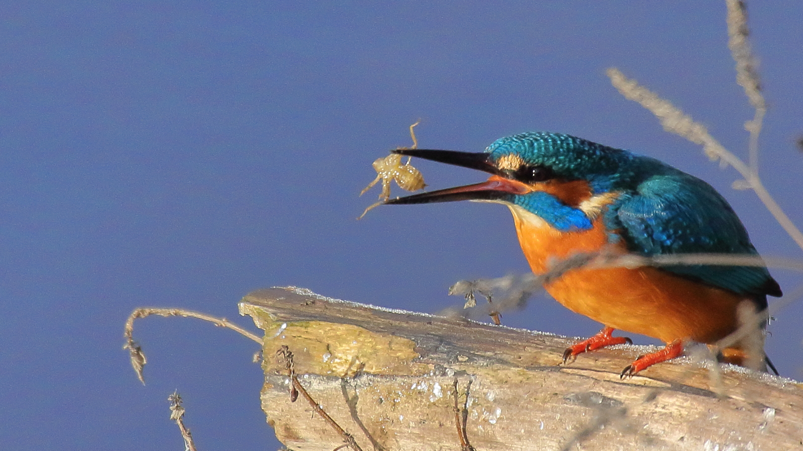 Eisvogel mit Libellenlarve