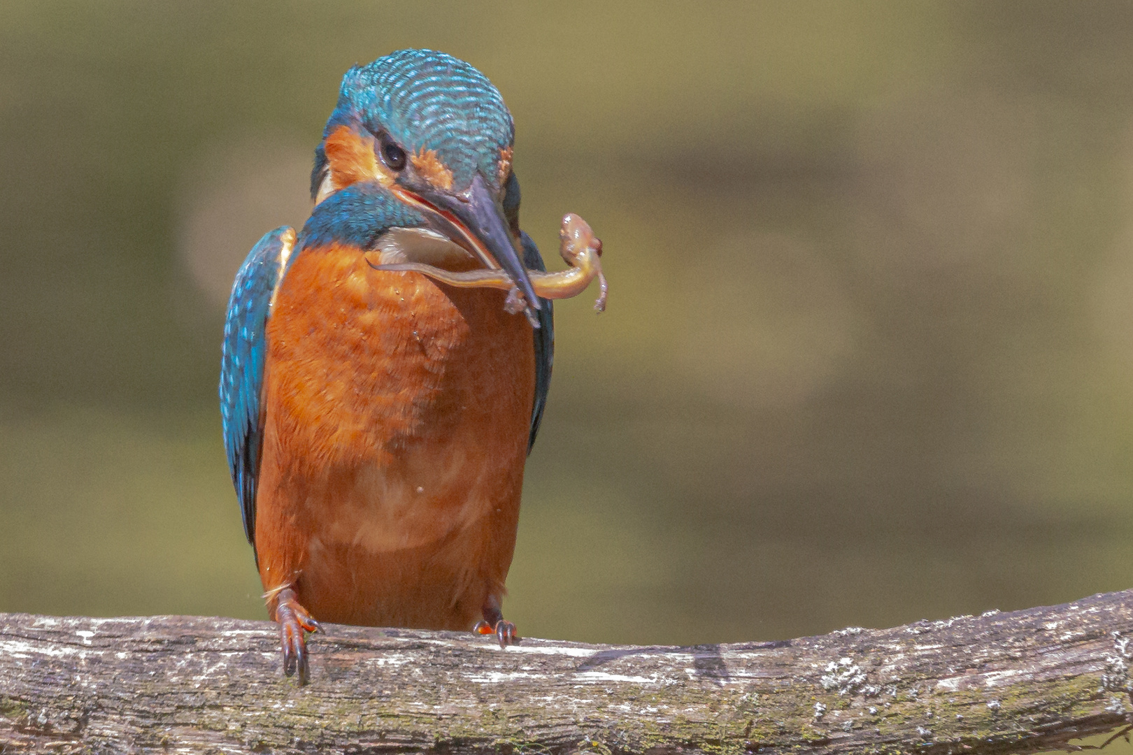 Eisvogel mit Lurch 