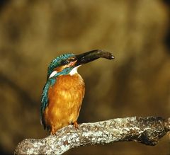 Eisvogel mit Nahrung für den Nachwuchs