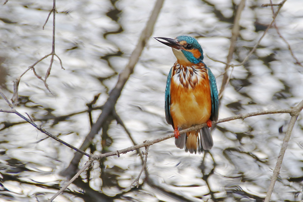 Eisvogel mit nassem Gefieder