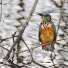 Eisvogel mit nassem Gefieder