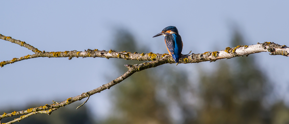 Eisvogel mit Panorama