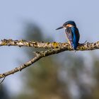 Eisvogel mit Panorama