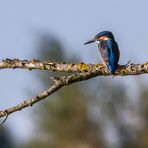 Eisvogel mit Panorama